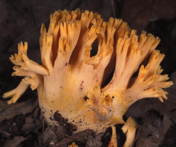 Ramaria formosa