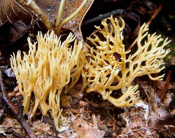 Ramaria invalii