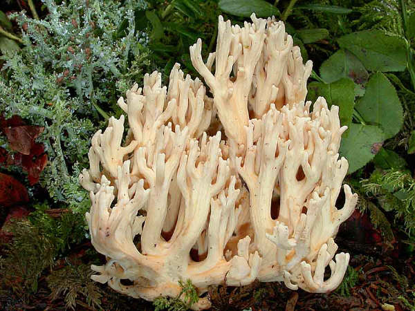 Ramaria pallida