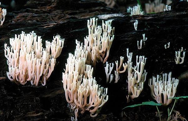 Clavaria pyxidata 