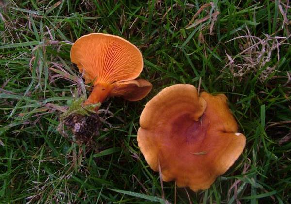 Hygrophoropsis aurantiaca