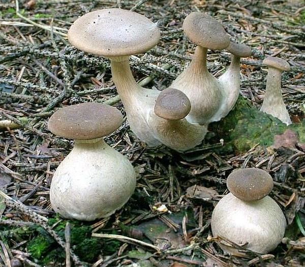 Clitocybe clavipes