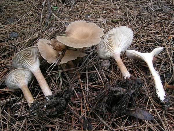 Clitocybe costata