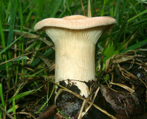 Clitocybe geotropa