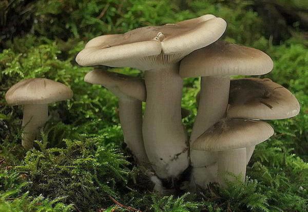 Clitocybe nebularis