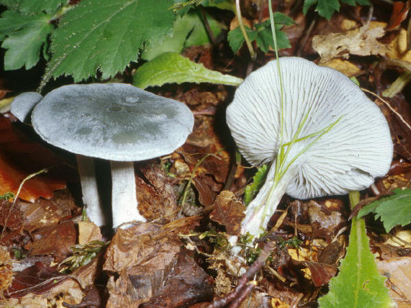 Clitocybe odora