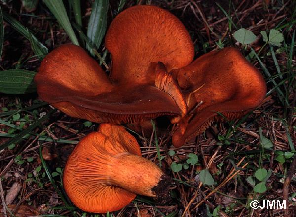 Clitocybe olearia