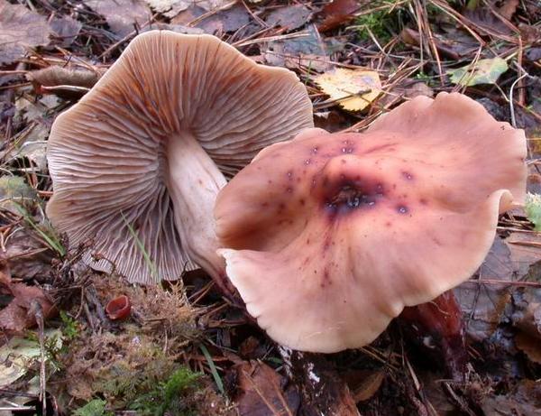 Collybia fusipes