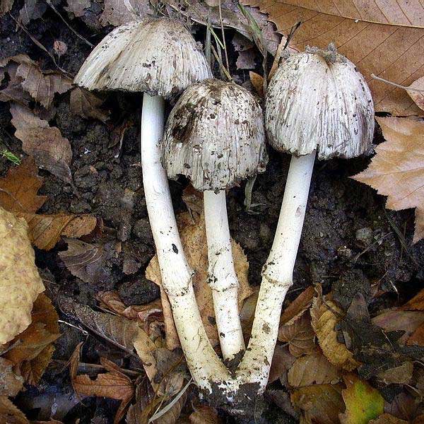 Coprinus atramentarius