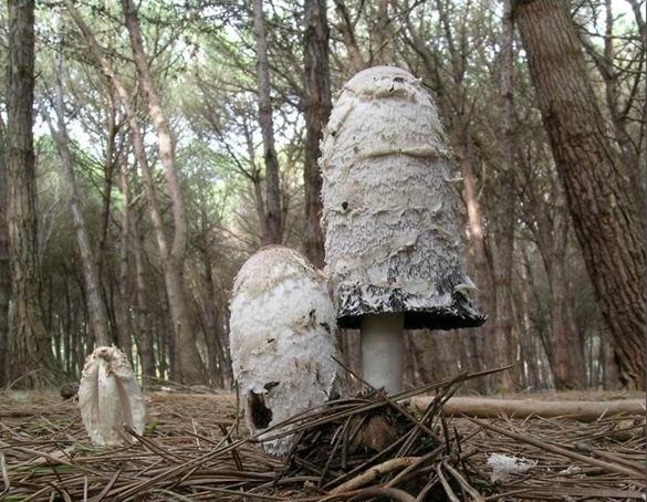 Coprinus comatus