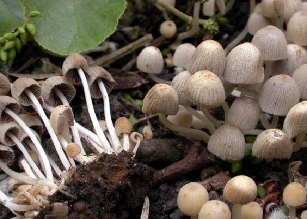 Coprinus disseminatus