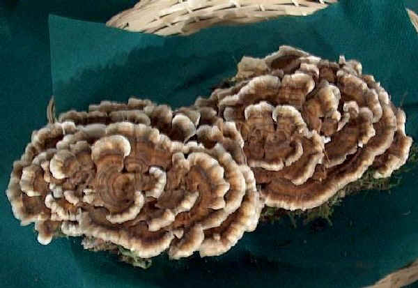 Coriolus versicolor