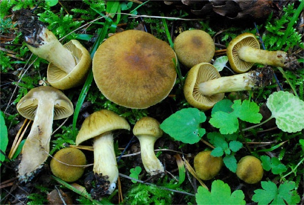 Cortinarius venetus