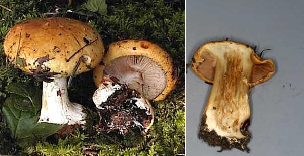 Cortinarius multiformis