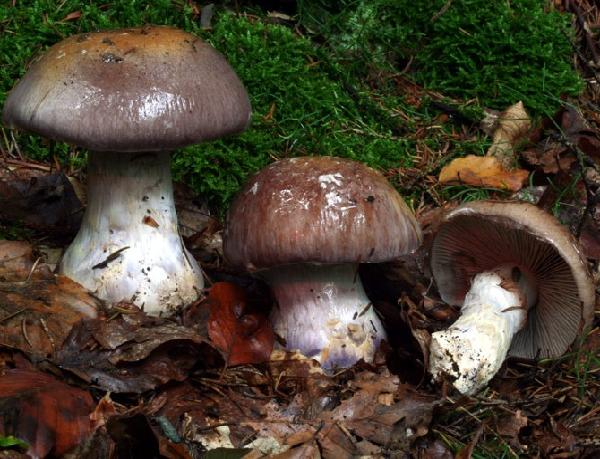 Cortinarius praestans