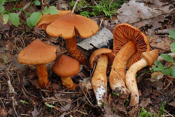 Cortinarius speciosissimus