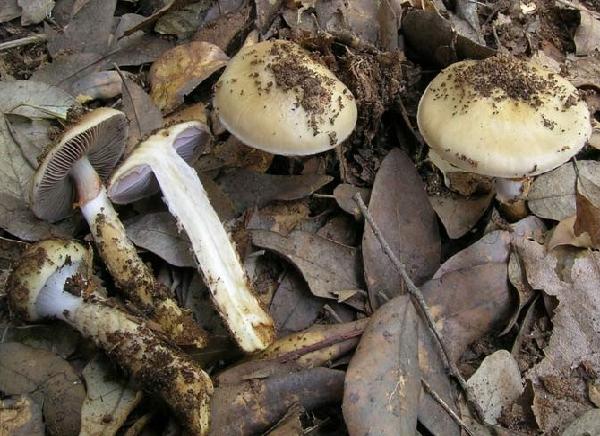 Cortinarius trivialis