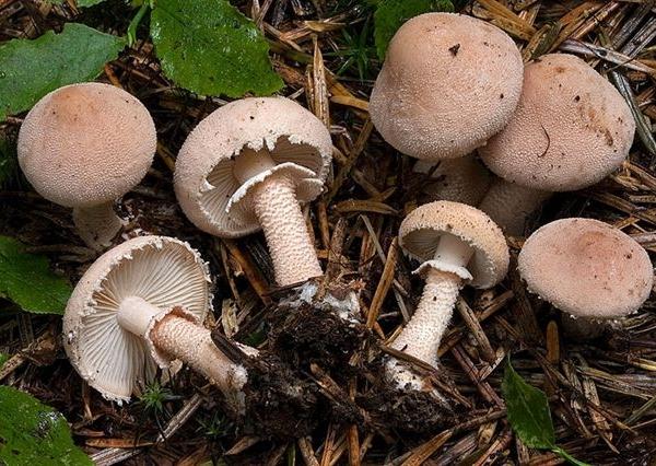 Cystoderma carcharias