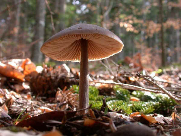 Entoloma hirtipes