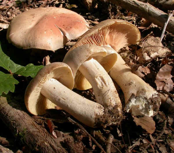 Entoloma sinuatum (Bull. ex Pers.) Kummer 