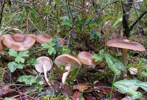 Entoloma nidorosum