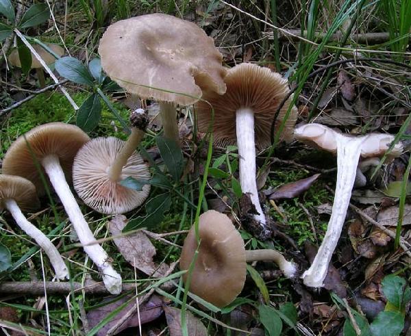 Entoloma rhodopolium