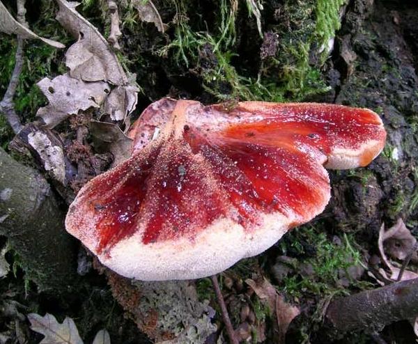 Fistulina hepatica