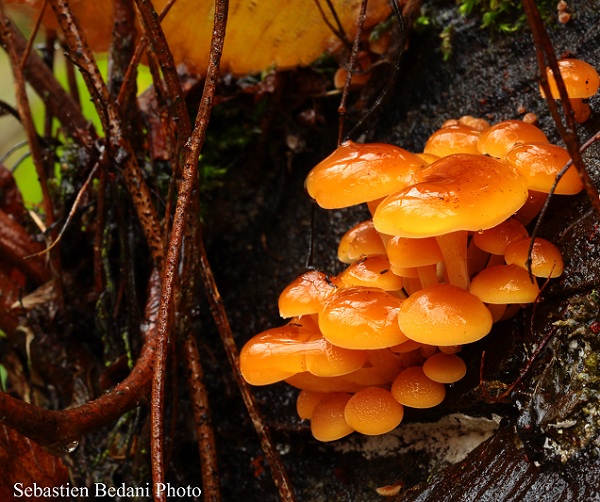 Flammulina velutipes