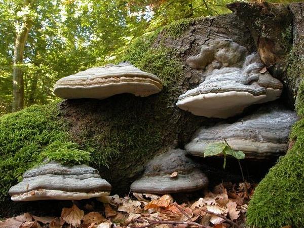 Fomes fomentarius