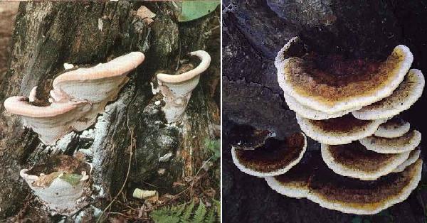 Fomitopsis cytisina