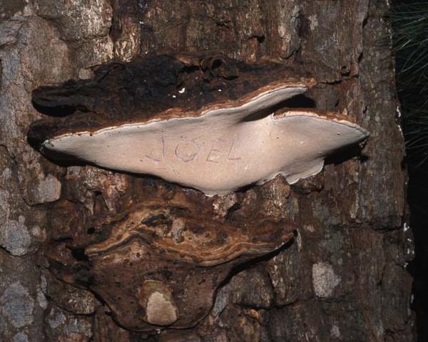 Ganoderma applanatum