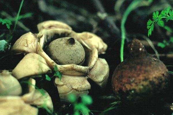 Geastrum triplex