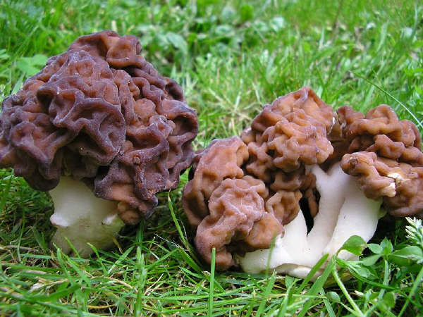 Gyromitra esculenta