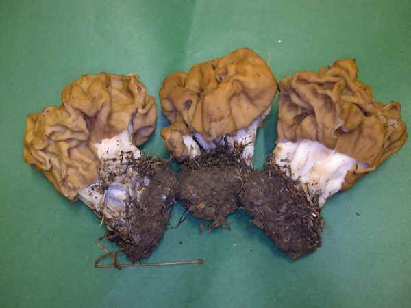 Gyromitra gigas