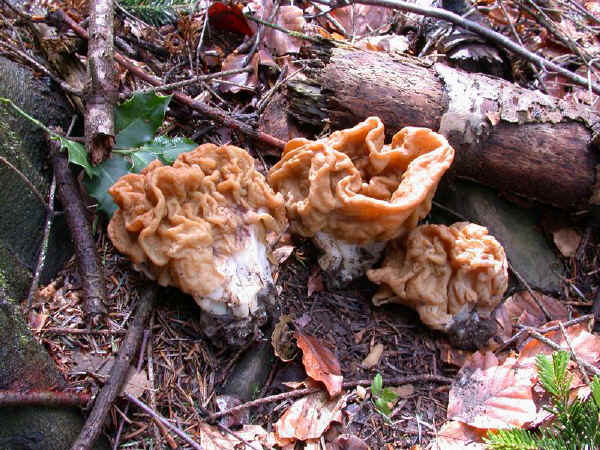 Gyromitra gigas