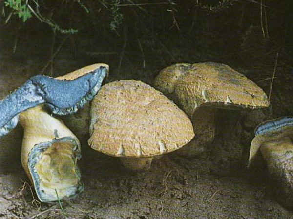 Gyroporus cyanescens