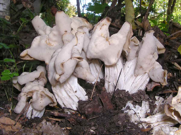 Helvella crispa