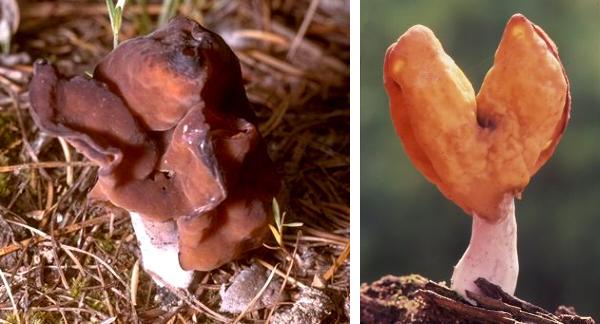 Helvella infula