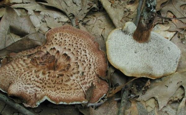 Hydnum imbricatum