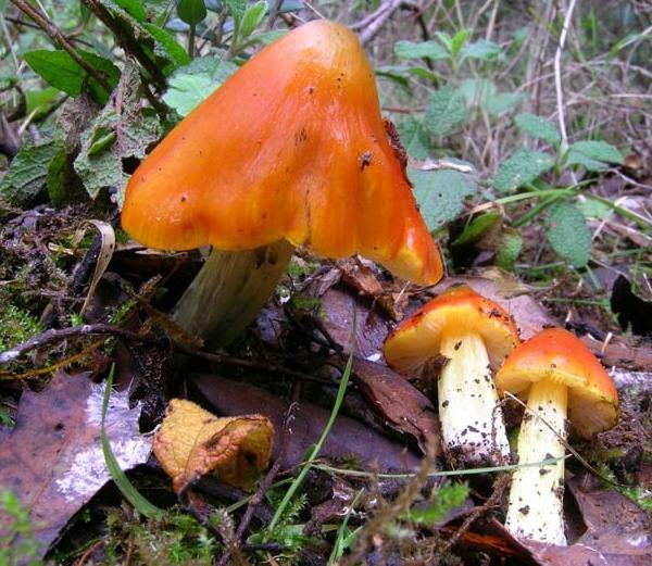 Hygrocybe conica