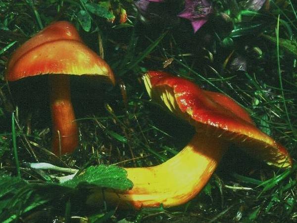 Hygrocybe punicea