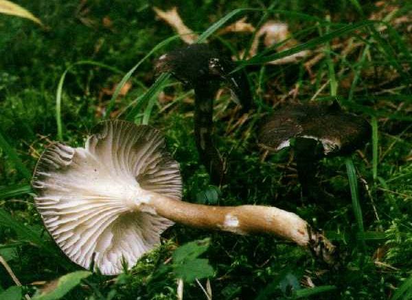 Hygrophorus caprinus