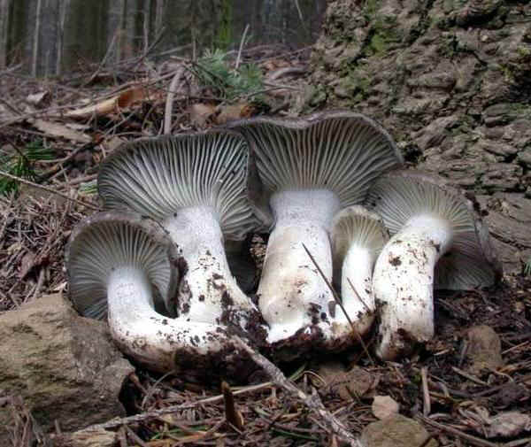 Hygrophorus marzuolus 