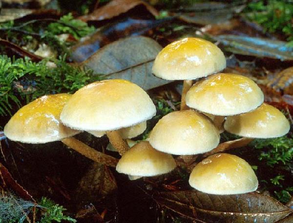 Hypholoma capnoides