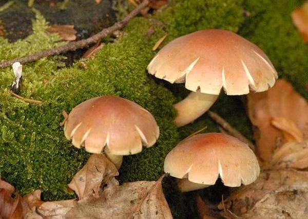 Hypholoma sublateritium