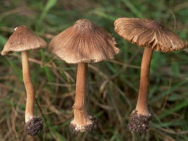 Inocybe fastigiata