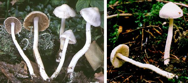 Inocybe geophylla