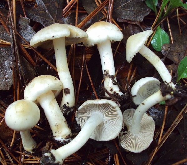 Inocybe geophylla