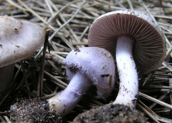 Inocybe geophylla var. lilacina