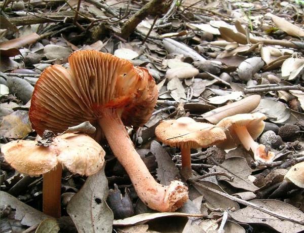 Inocybe godeyi